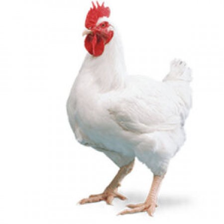 Boiler Chicken ( Live) (Net Weight ± 50 Gm) 1 kg 500 gm
